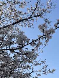 춘천댐 벚꽃길에서 벚꽃 구경하기🌸