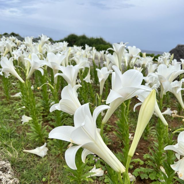 【沖縄・伊江島】まだまだ楽しめる！ユリ満開の公園