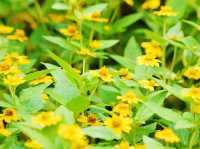 城門谷公園荷花池