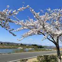 【穴場桜スポット】おの桜づつみ回廊