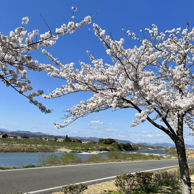 【穴場桜スポット】おの桜づつみ回廊