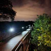 Mystical Fireflies Sighting 