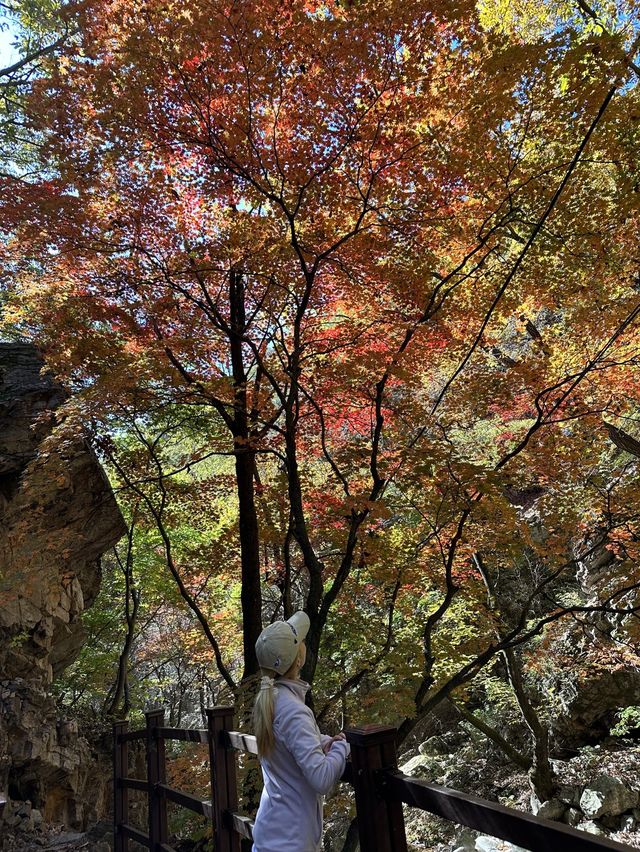 단풍은 가평 삼악산에서 즐겨보세요!