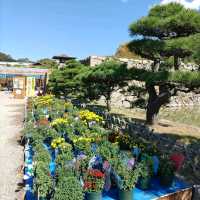 兵庫県！明石の菊花展覧会は素晴らしい