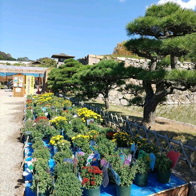 兵庫県！明石の菊花展覧会は素晴らしい