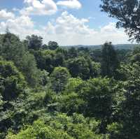 Monkeys belong on the Treetop