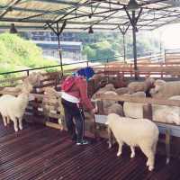 Sheep🐑 Sanctuary @ Kea Farm