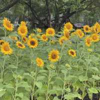 Suan Luang Rama IX Park