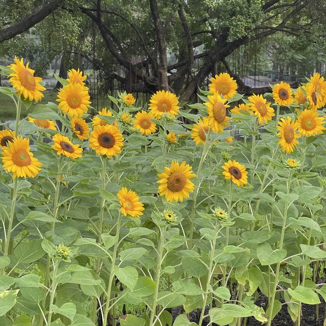 Suan Luang Rama IX Park