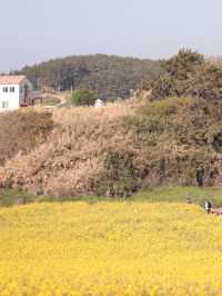부안 수성당: 아름다운 노란색 물결