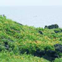 利尻島　エゾカンゾウの群生地