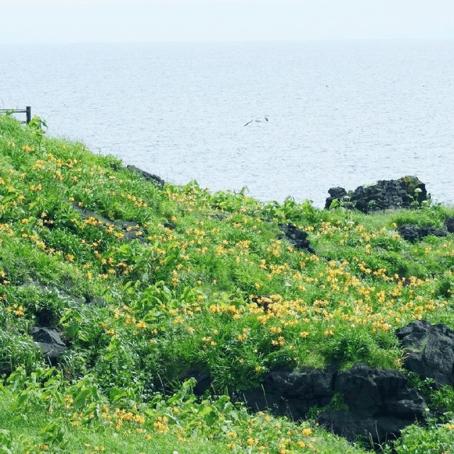 利尻島　エゾカンゾウの群生地