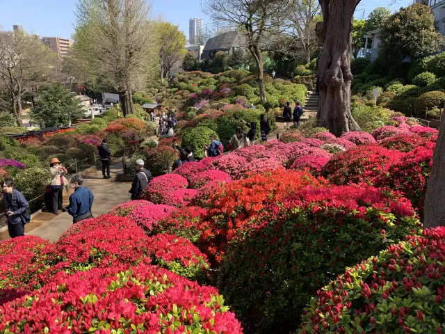 【東京】つつじの名所！根津神社