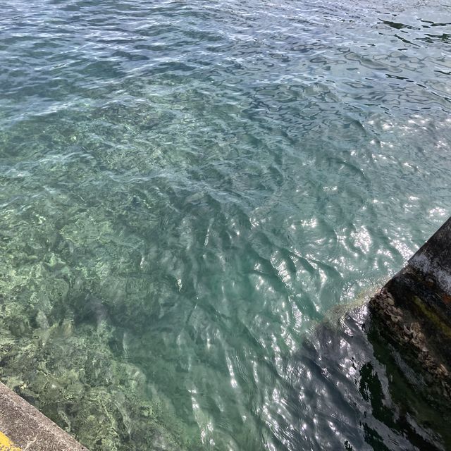 【東京】小笠原で魚をたくさん観れる「トビウオ桟橋」