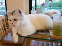 🐱 Cool Cat Cafe' คาเฟ่น้อนเหมียวใกล้มอชอ 🐱