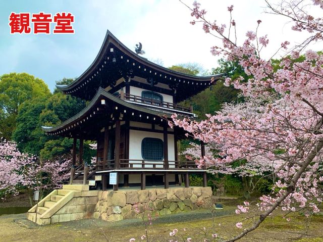 京都　SAKURA 桜めぐり❗️勧修寺の桜に感動❗️