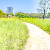 浜離宮の美しい菜の花畑の中