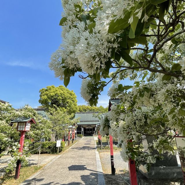 なんじゃもんじゃが満開の5月