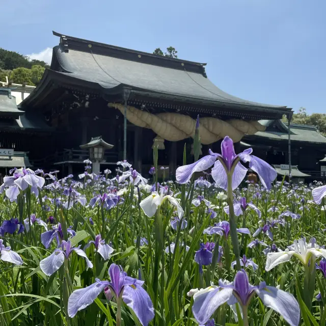 宮地嶽神社の菖蒲まつり