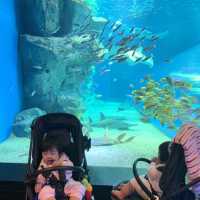 【猛暑から逃げよう】室内水族館　@品川
