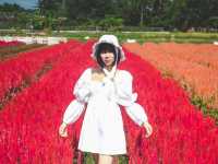ทุ่งดอกไม้ เชียงใหม่​  I Love Flower Farm แม่ริม