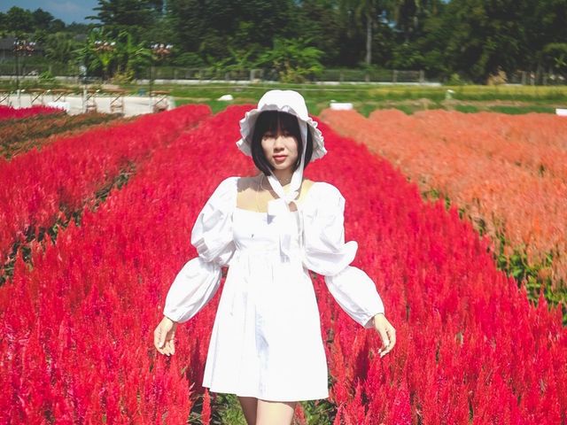 ทุ่งดอกไม้ เชียงใหม่​  I Love Flower Farm แม่ริม
