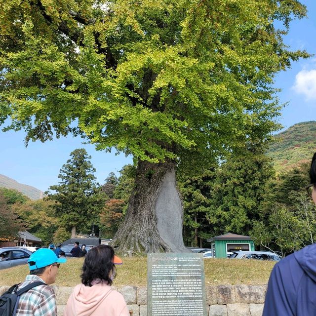부산 가을을 만끽할 수 있는 범어사
