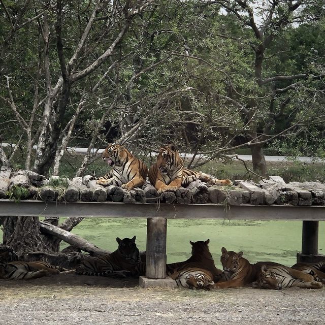 Safari World in Bangkok 🦒🐅🦓