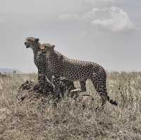 Serengeti the Home of the Wilderness 