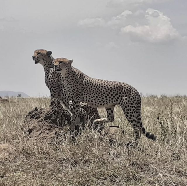 Serengeti the Home of the Wilderness 