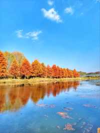 반영이 아름다운 담양 관방제림🤎11월말까지 예쁠거예요🍂