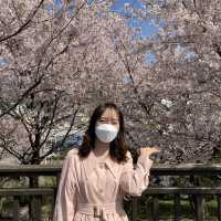 부산 벚꽃 명소 추천, 삼락생태공원