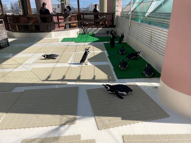 ペンギンの餌やり体験も🐧ふれあい体験がいっぱいの水族館🐟