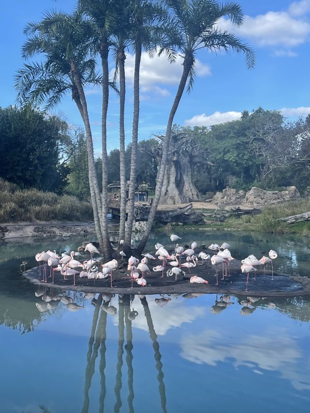 Disney’s Animal Kingdom Orlando