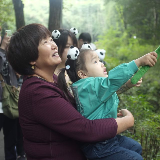 Cuteness load; giant panda sanctuary 