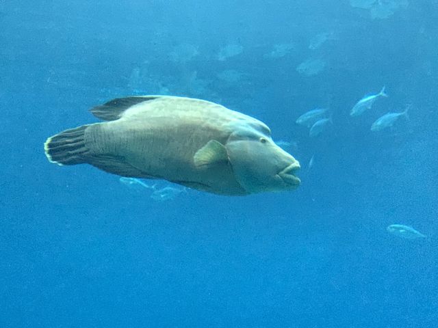 Amazing day at Georgia Aquarium 