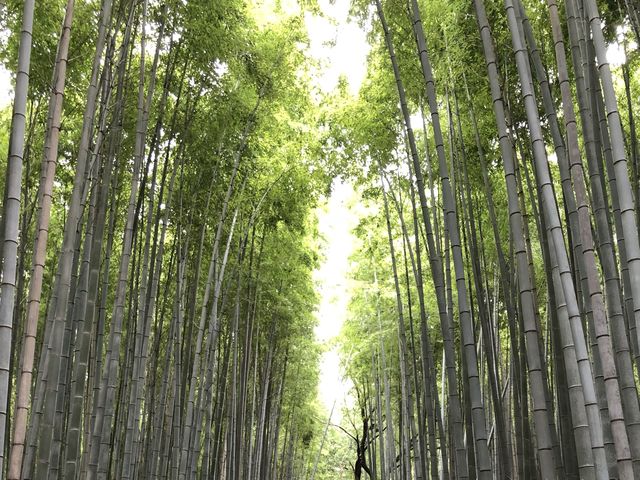 Arashiyama - Kyoto 