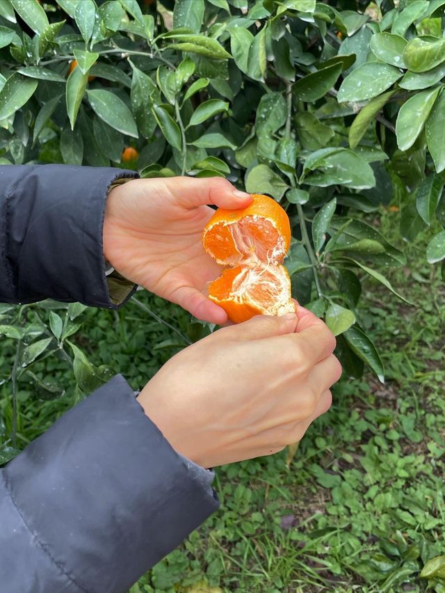 Tangerine picking at Gyulhyanggi farm