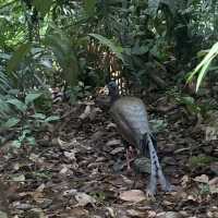 North Sumatra Jungle.