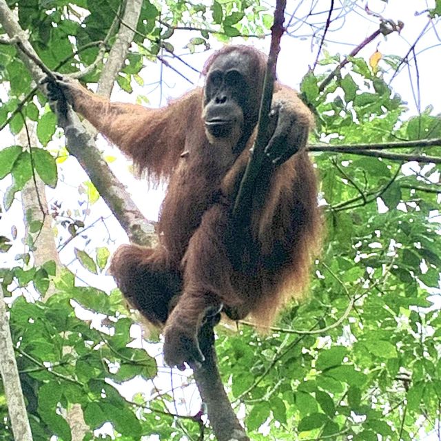 North Sumatra Jungle.