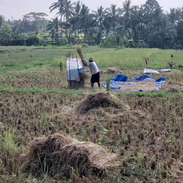 Rice field walk 