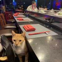 Yummy sushi lounge 
