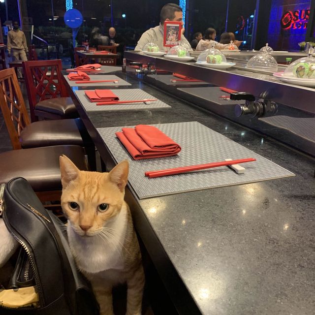 Yummy sushi lounge 