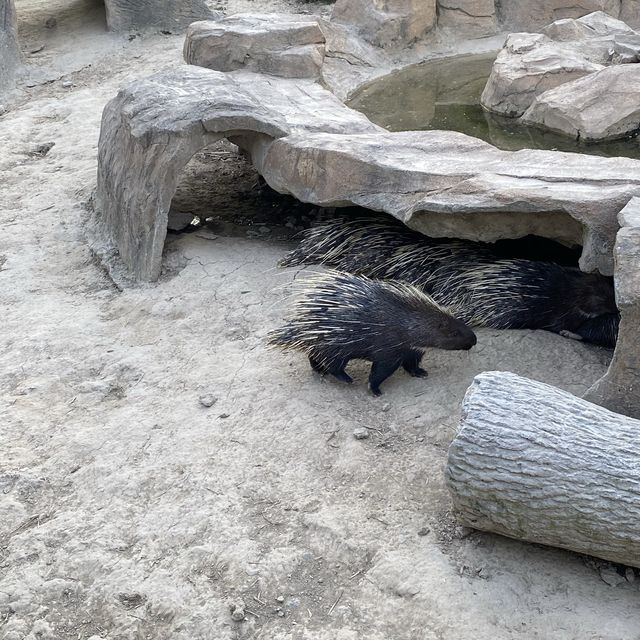 Best Zoo in Shanghai