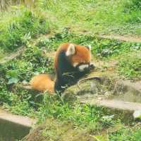 China Bucket list: Pandas & babies ticked!! 