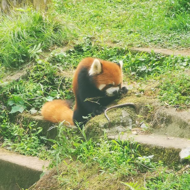 China Bucket list: Pandas & babies ticked!! 