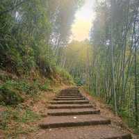 Hiking up through Bamboo Forest 🤟