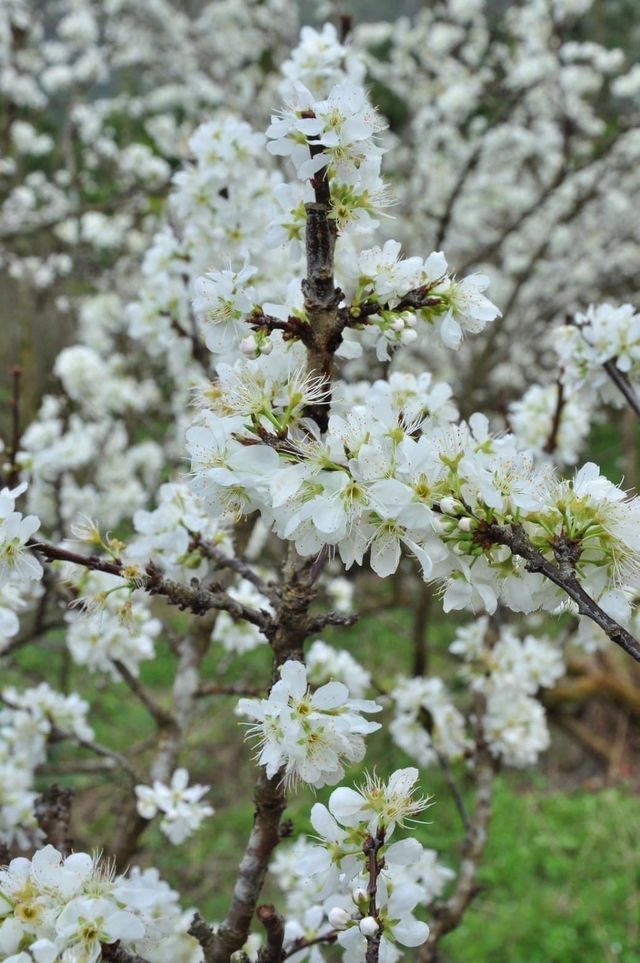 Spring in Alishan