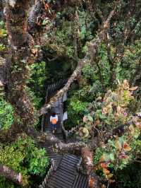 Malaysia's "The Wizard of Oz" - Kinabalu Moss Forest
