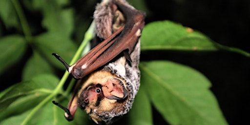 SPFGA Naturalist Series - A Fireside Bat Chat | Ketchamoot Creek Property (the range), 50302 Rge Rd 203